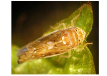 L’AMV veut protéger la vigne en s’attaquant à la flavescence dorée