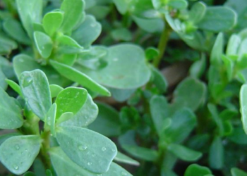 Plantes sauvages, leur présence utile au jardin