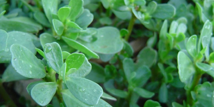 Plantes sauvages, leur présence utile au jardin