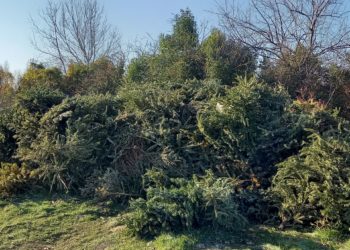 Sorgues-du-Comtat, 250m2 de sapins collectés et recyclés