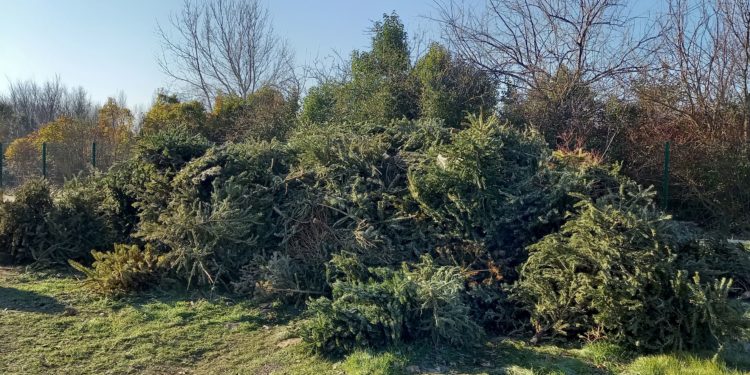 Sorgues-du-Comtat, 250m2 de sapins collectés et recyclés