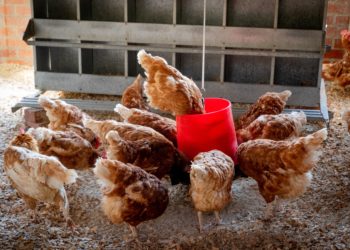 ‘Sauve qui poule’ ! Des élevages avicoles de Vaucluse menacés