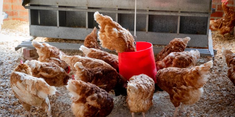 ‘Sauve qui poule’ ! Des élevages avicoles de Vaucluse menacés