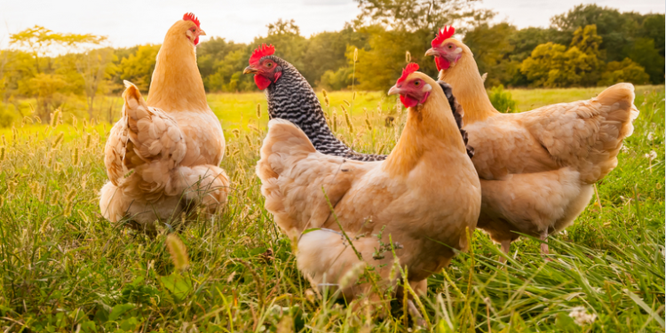 Vaucluse portes ouvertes à la ferme et Sauve qui poule !