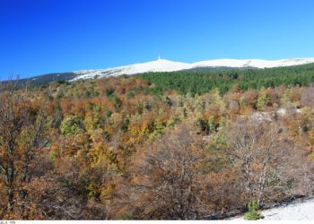 Bédoin : la forêt va servir aux travaux du chalet Manin