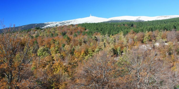 Bédoin : la forêt va servir aux travaux du chalet Manin