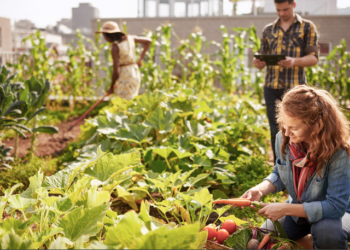 Isema, la soirée After Work portera sur l’agriculture urbaine