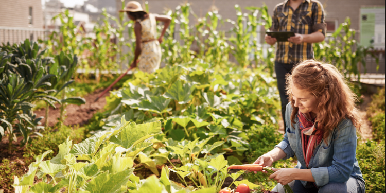 Isema, la soirée After Work portera sur l’agriculture urbaine