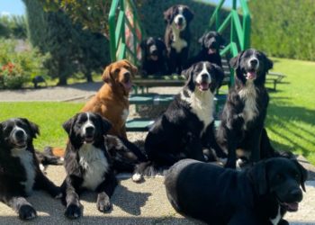 La Fondation Gaillanne obtient le soutient du laboratoire de santé animale Virbac