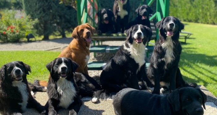 La Fondation Gaillanne obtient le soutient du laboratoire de santé animale Virbac