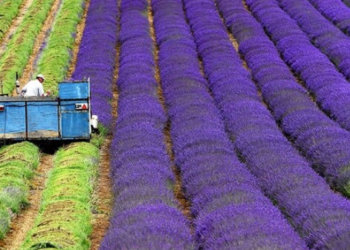 Lucien Stanzione, sénateur de Vaucluse ‘Le territoire n’attend pas’