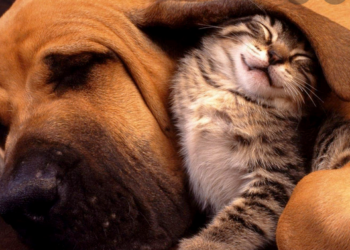 Société Protectrice des Animaux, week-end d’adoption ces samedi 19 et dimanche 20 mars