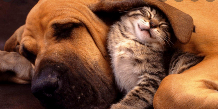 Société Protectrice des Animaux, week-end d’adoption ces samedi 19 et dimanche 20 mars