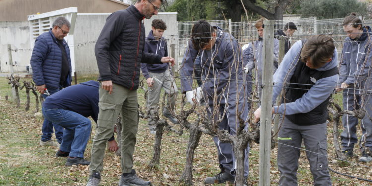 La vigne intercommunale de la Cove taillée par les élèves du campus Provence-Ventoux