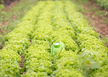 Brad : la sonde qui surveille les salades