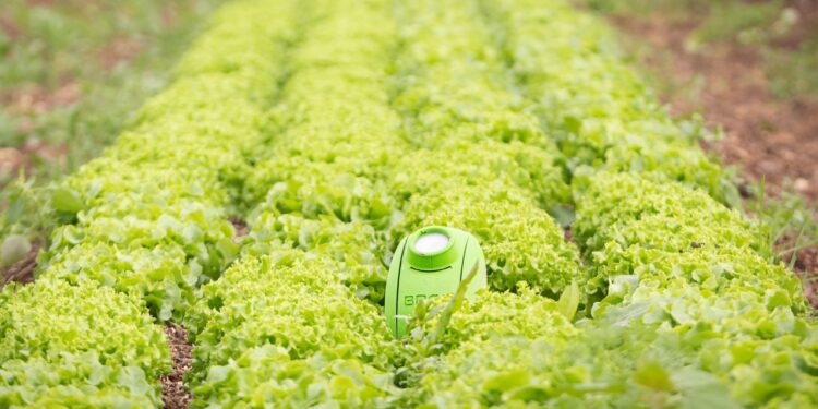 Brad : la sonde qui surveille les salades