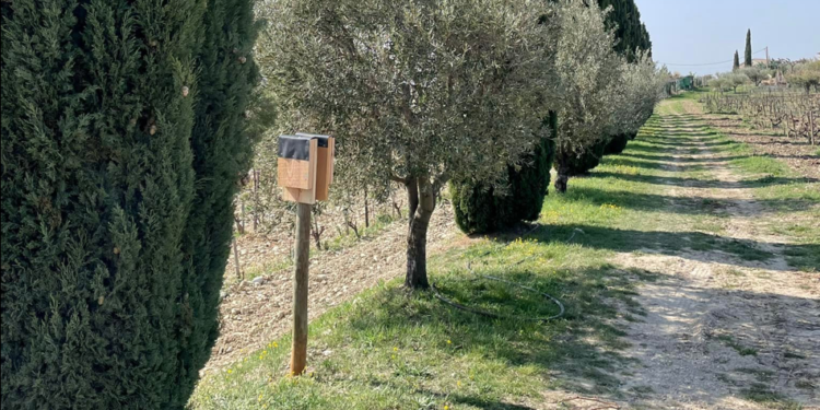 Cairanne : mésanges et chauves-souris sont les bienvenues au milieu des vignes