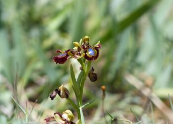 Plus que demain pour admirer des orchidées de la région