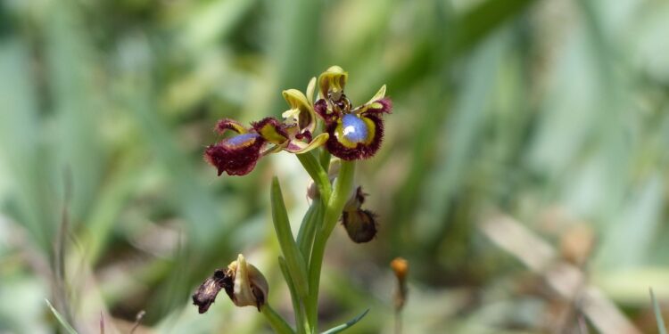 Plus que demain pour admirer des orchidées de la région