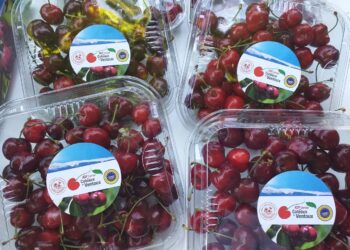 L’IGP Cerise des coteaux du Ventoux lance sa première saison
