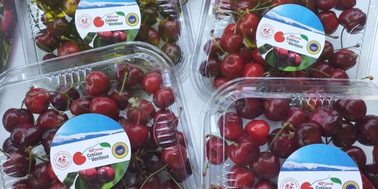 L’IGP Cerise des coteaux du Ventoux lance sa première saison