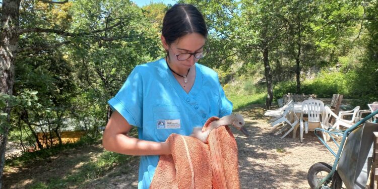 Buoux : Enedis fait un don pour la protection des oiseaux