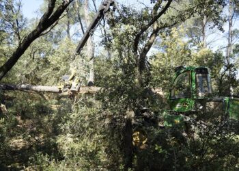 Orange entretient sa forêt pour améliorer son accessibilité et sa viabilité