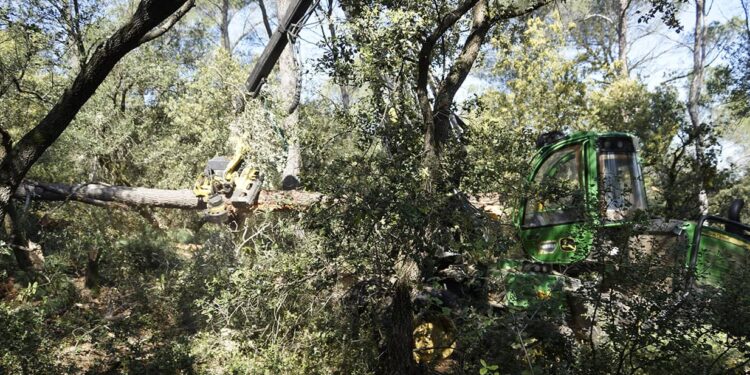 Orange entretient sa forêt pour améliorer son accessibilité et sa viabilité