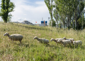 Quand la Centrale EDF du Tricastin accueille ses joyeuses brebis