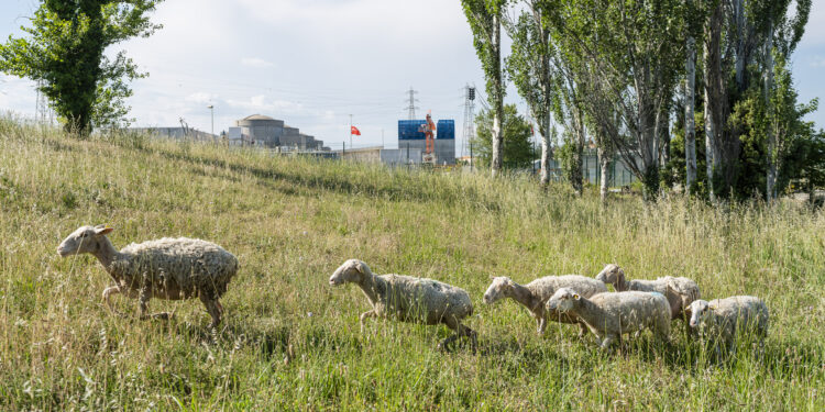 Quand la Centrale EDF du Tricastin accueille ses joyeuses brebis