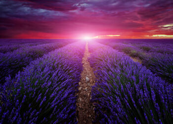 Chronique : La lavande est-elle finalement dangereuse ?