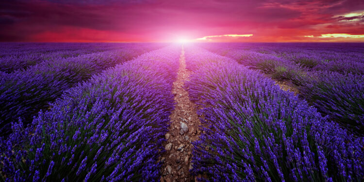 Chronique : La lavande est-elle finalement dangereuse ?