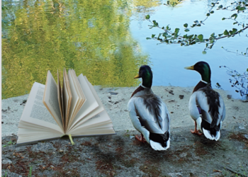 Lire sur la Sorgue, c’est encore tout ce week-end