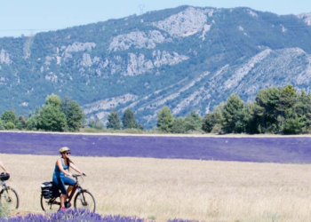 Lucien Stanzione et Marie-Pierre Monier,  sénateurs du Vaucluse et de la Drôme : ‘La lavande court un grand danger !’