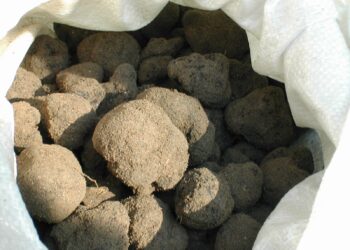 Carpentras, ouverture du marché aux truffes d’été ce vendredi 20 mai