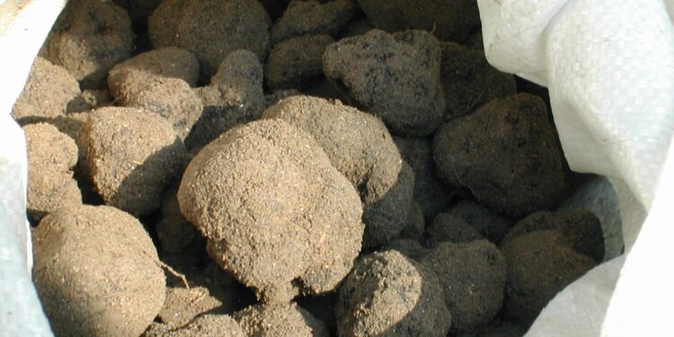 Carpentras, ouverture du marché aux truffes d’été ce vendredi 20 mai