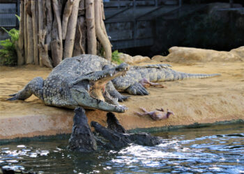 Ferme aux crocodiles : derniers jours pour profiter du programme spécial Pâques