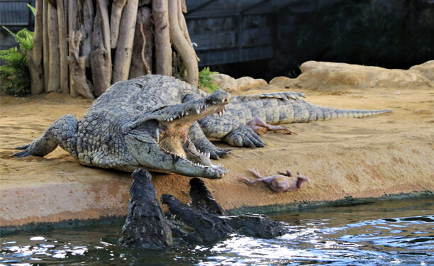 Ferme aux crocodiles : derniers jours pour profiter du programme spécial Pâques