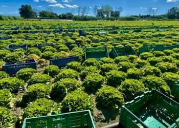 Salade prête à l’emploi : « Notre urgence est de sécuriser la filière »