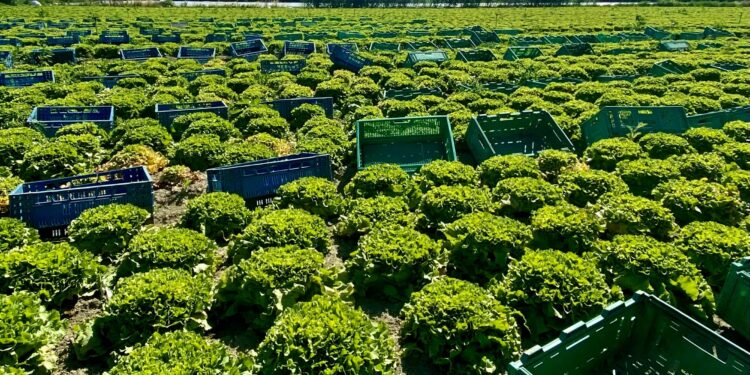 Salade prête à l’emploi : « Notre urgence est de sécuriser la filière »