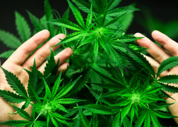 Code de la santé publique : Qu’est-ce qui change pour la culture du cannabis dépourvu de propriétés stupéfiantes ?