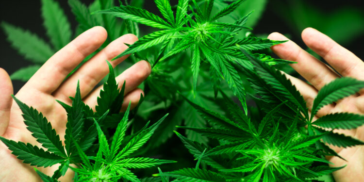 Code de la santé publique : Qu’est-ce qui change pour la culture du cannabis dépourvu de propriétés stupéfiantes ?