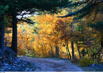 Un nouveau président pour les communes forestières de Vaucluse