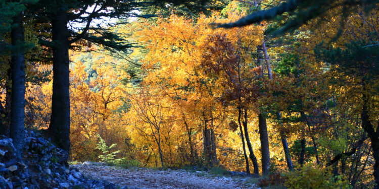 Un nouveau président pour les communes forestières de Vaucluse