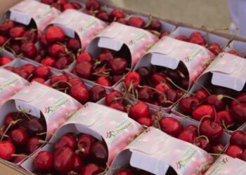 Venasque organise son 14ème Festival de la cerise