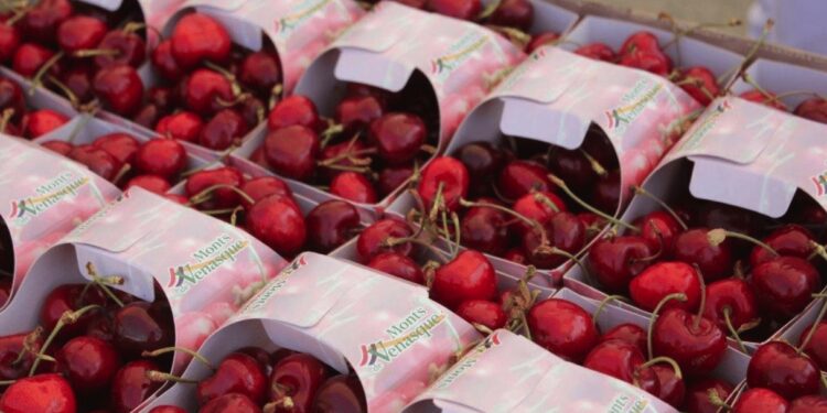 Venasque organise son 14ème Festival de la cerise