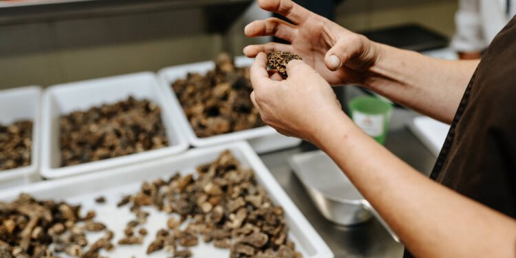 Puyméras : un été truffé d’événements avec la Maison Plantin