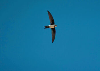 Faites l’inventaire des hirondelles et des martinets près de chez vous