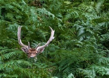 ‘Destination Forêt’ : l’ONF organise un concours photo