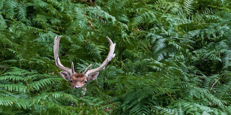 ‘Destination Forêt’ : l’ONF organise un concours photo